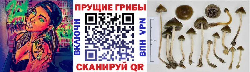 Псилоцибиновые грибы Psilocybine cubensis MEGA ONION Холмск
